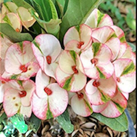 Эуфорбия Миля KWAN JAI