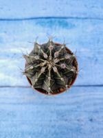 Gymnocalycium Friedrichii (Гимнокалициум)