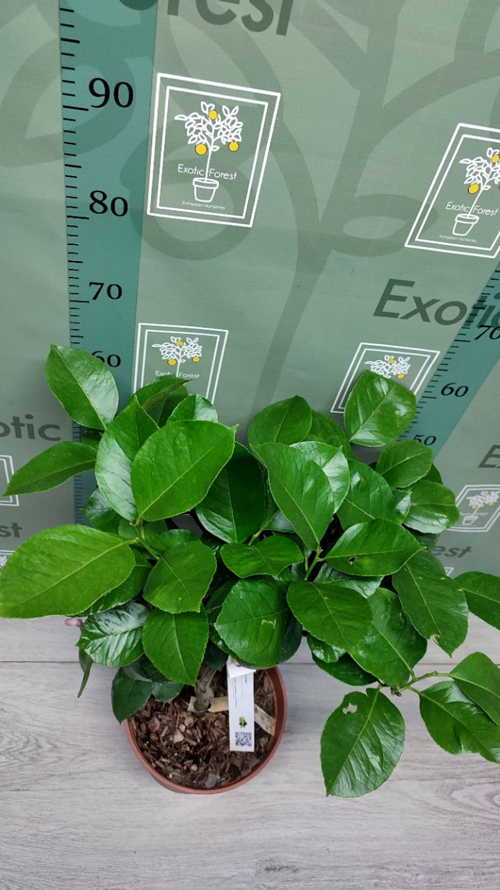 C. limon “Cuoriforme”