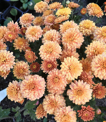 Хризантема шаровидная № 121