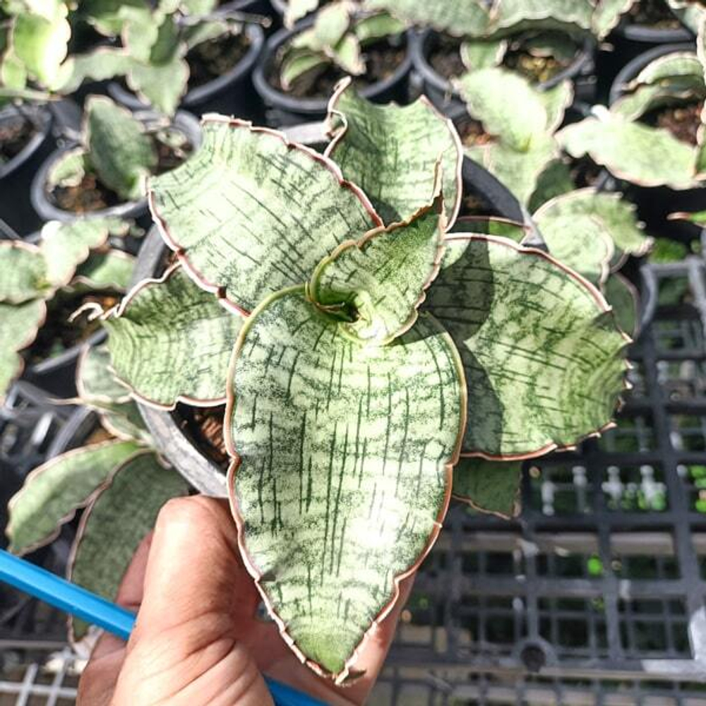 Сансевиерия SILVER BLUE