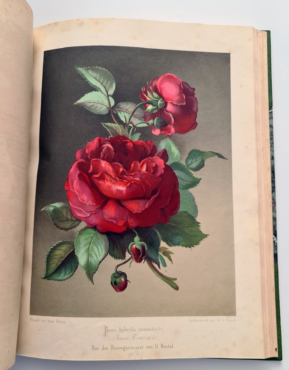 "Nestel`s Rosengarten. [  Сад роз Нестела]". E. Schweizerbartsche Verlagshandlung. 1869г.