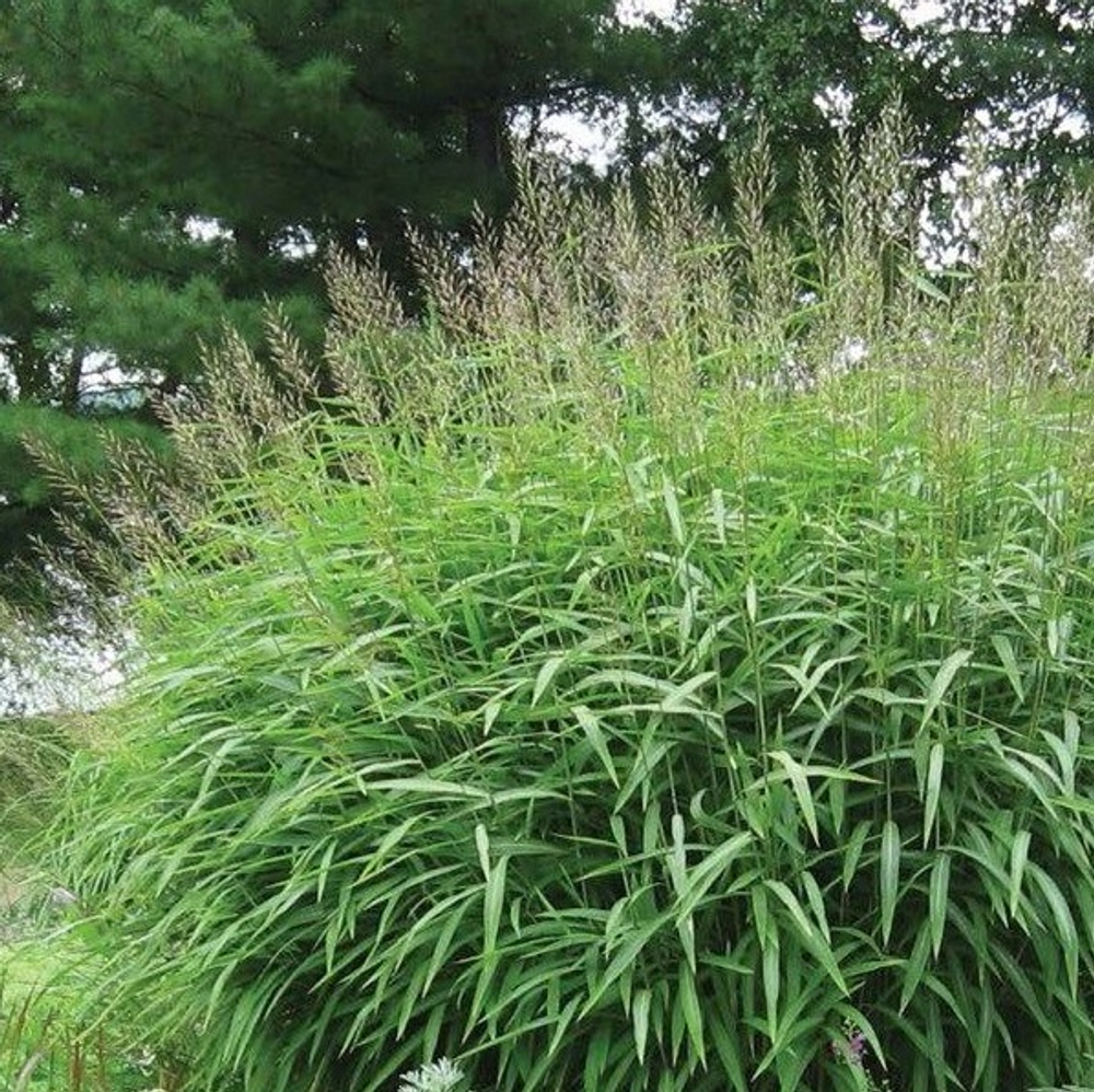 Серобородник сибирский. Spodiopogon sibiricus.