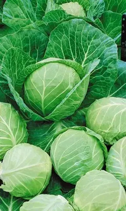 Капуста б/к Сахарный гигант 0,3г УрДачник