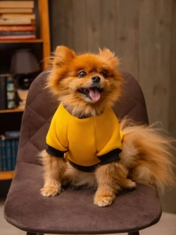 Толстовка для собак и кошек