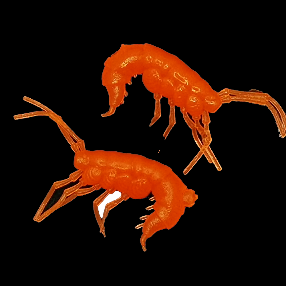 Рыболовные, силиконовые приманки. Рачки мормыш RuBaits Shrimp креветка. Набор для рыбалки на щуку, судака, окуня, форель. Зимняя рыбалка, микроджиг.