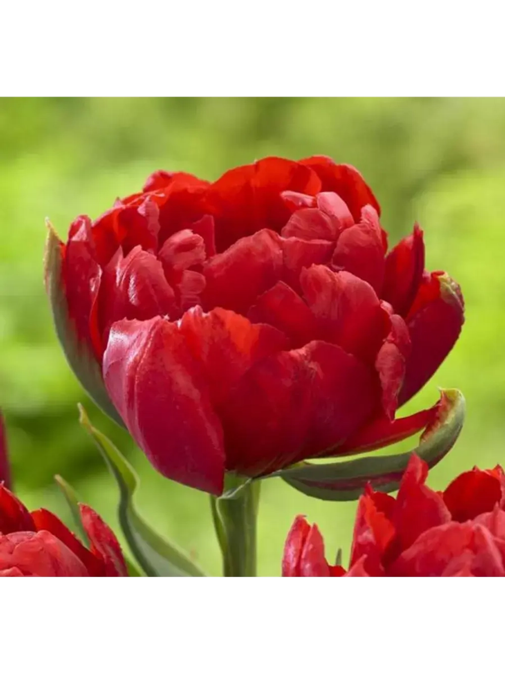 Тюльпаны пионовидные ,луковицы сорт LARGO красные (4штуки)