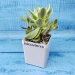 Crassula Moneymaker variegata (Крассула)