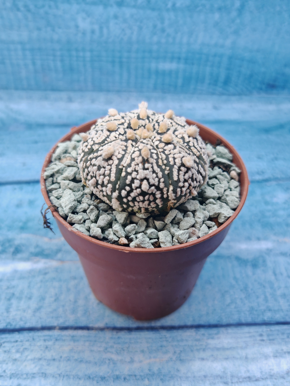 Astrophytum Asterias "Super Kabuto" (Астрофитум)