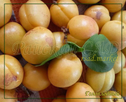 Абрикос Голоплодный (Лючак Чемальский)