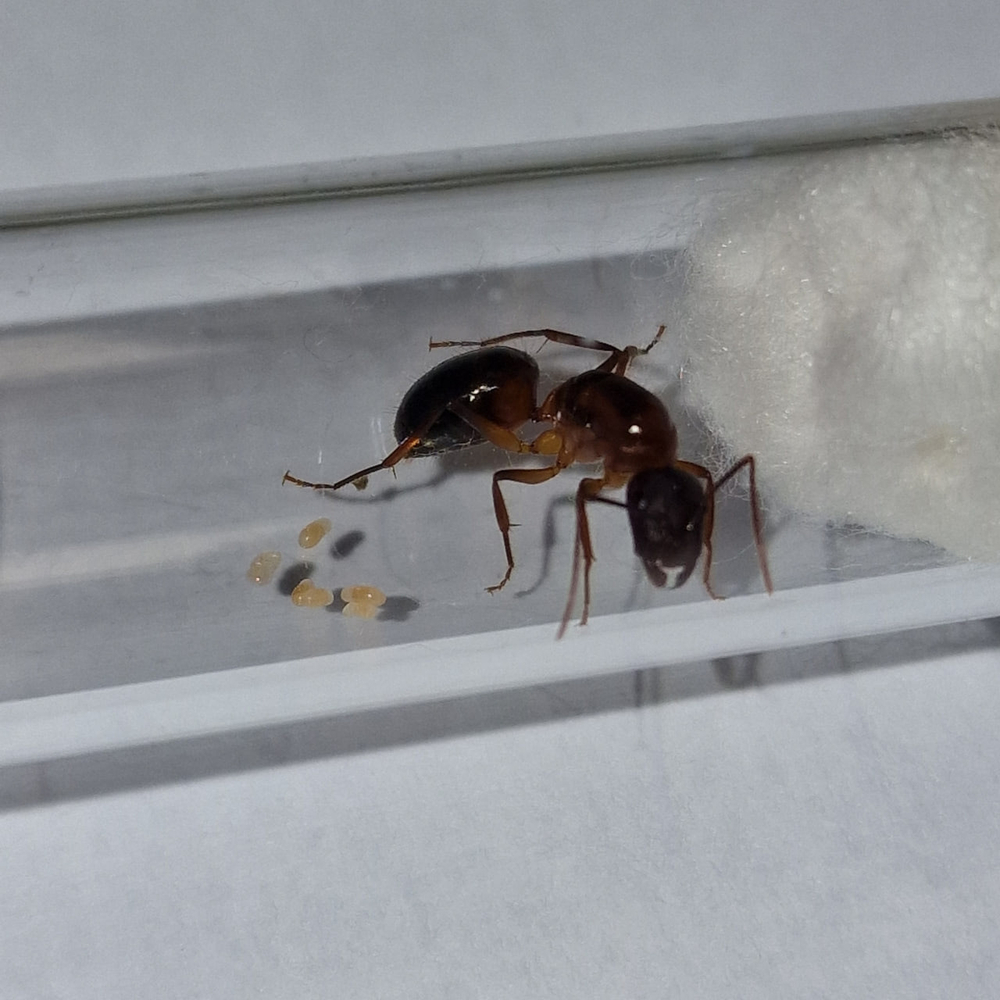 Муравьи Camponotus pilicornis