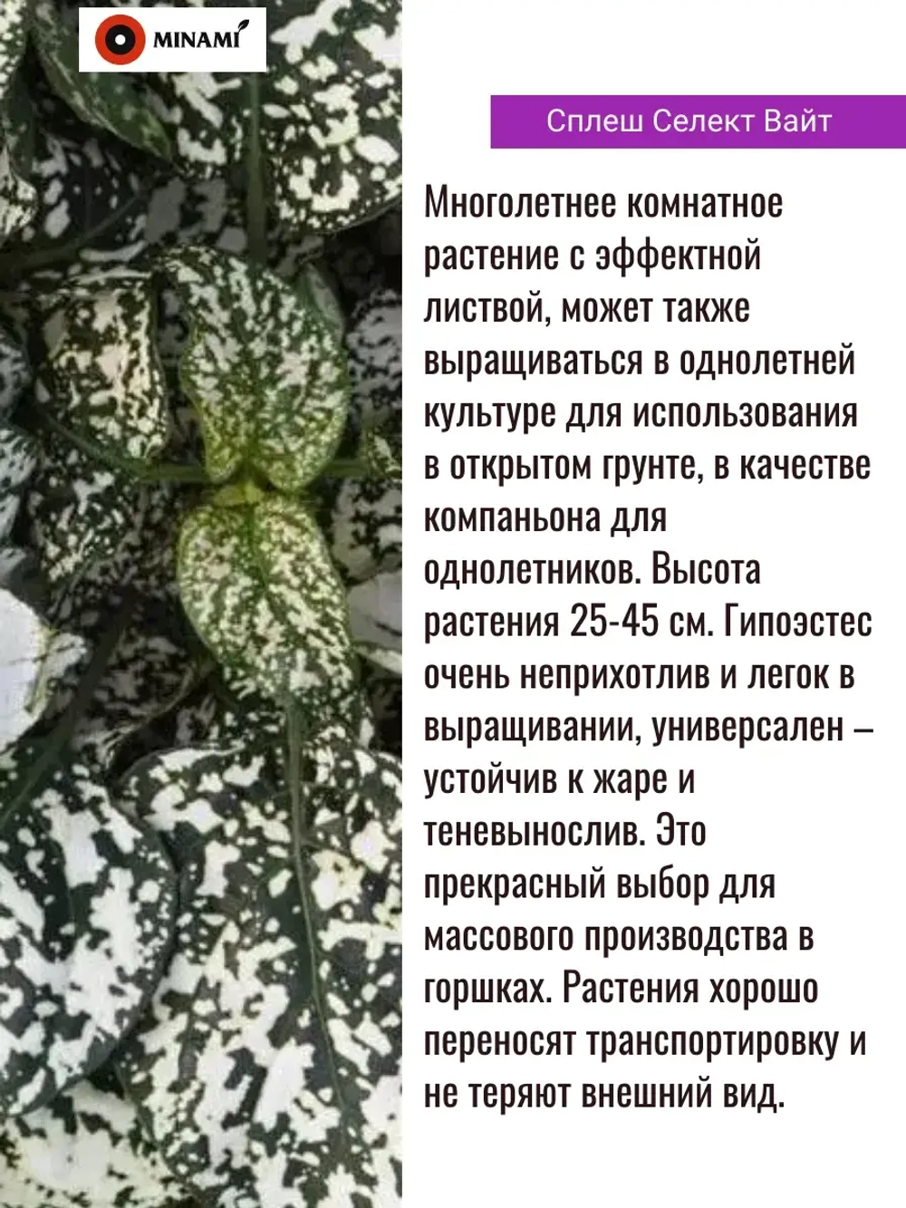 Гипоэстес сплеш Селект набор