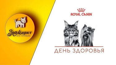 Фото-отчёт мероприятия «День здоровья»