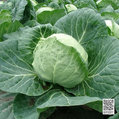 Пушма F1 семена капусты белокочанной (Rijk Zwaan / Райк Цваан)