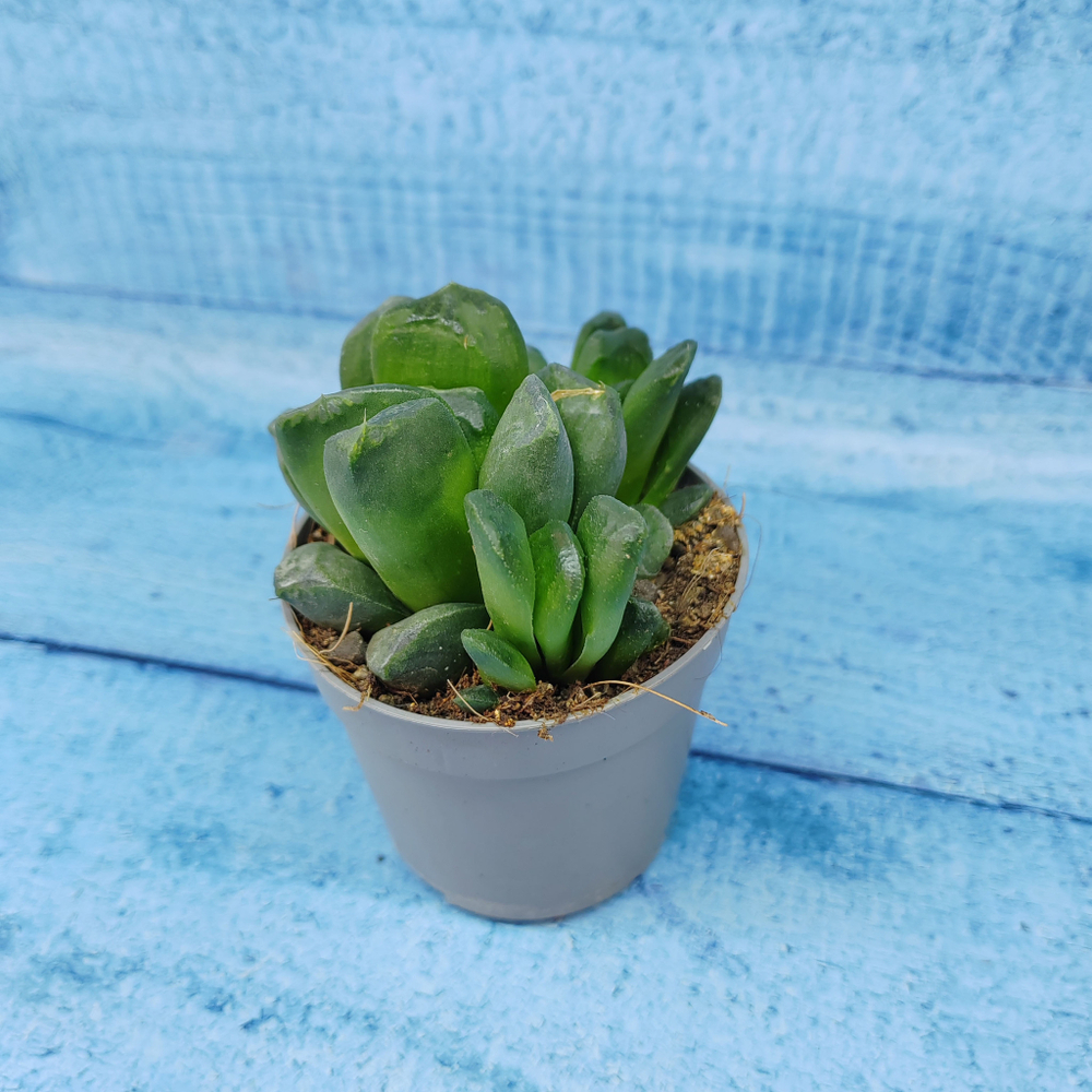 Haworthia Truncata hybride (Хавортия)
