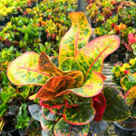 Кротон RUNG ARUN