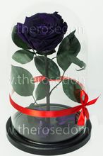 Роза в колбе 27см Premium бутон 8см темно-фиолетовая