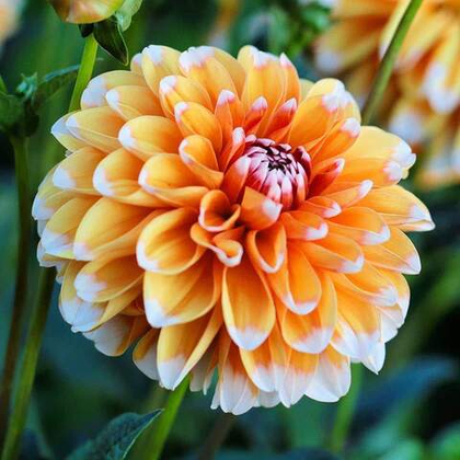 Георгина Багама Априкот / Bahama Apricot