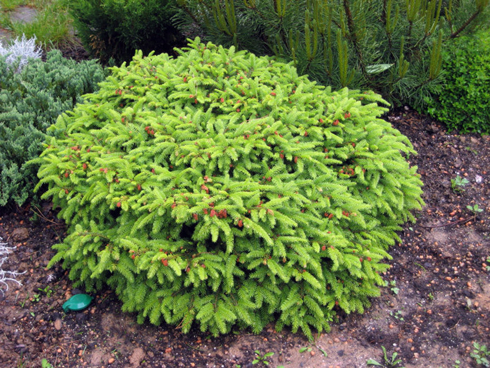 Ель обыкновенная Нидиформис С4 25-35