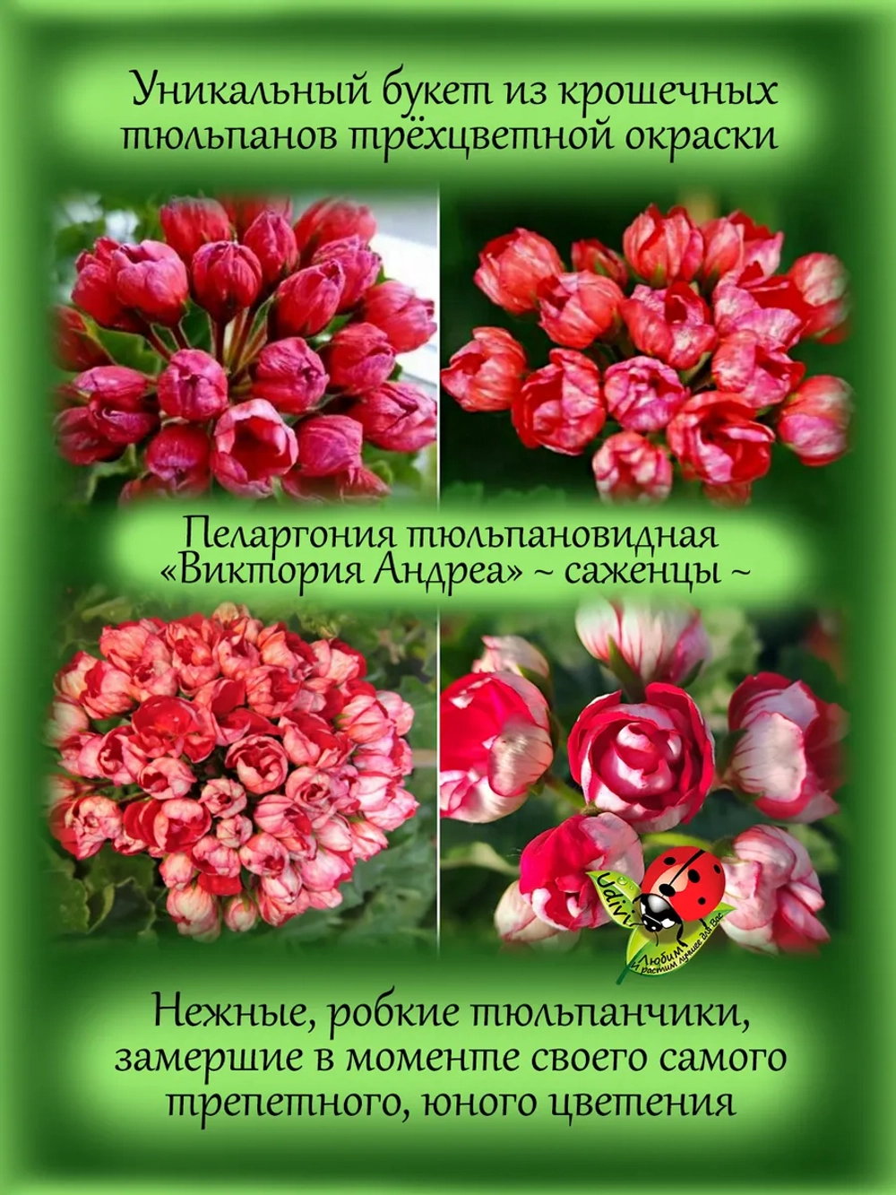 Пеларгония Виктория Андреа тюльпановидная