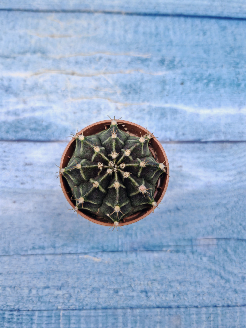 Gymnocalycium Friedrichii (Гимнокалициум)