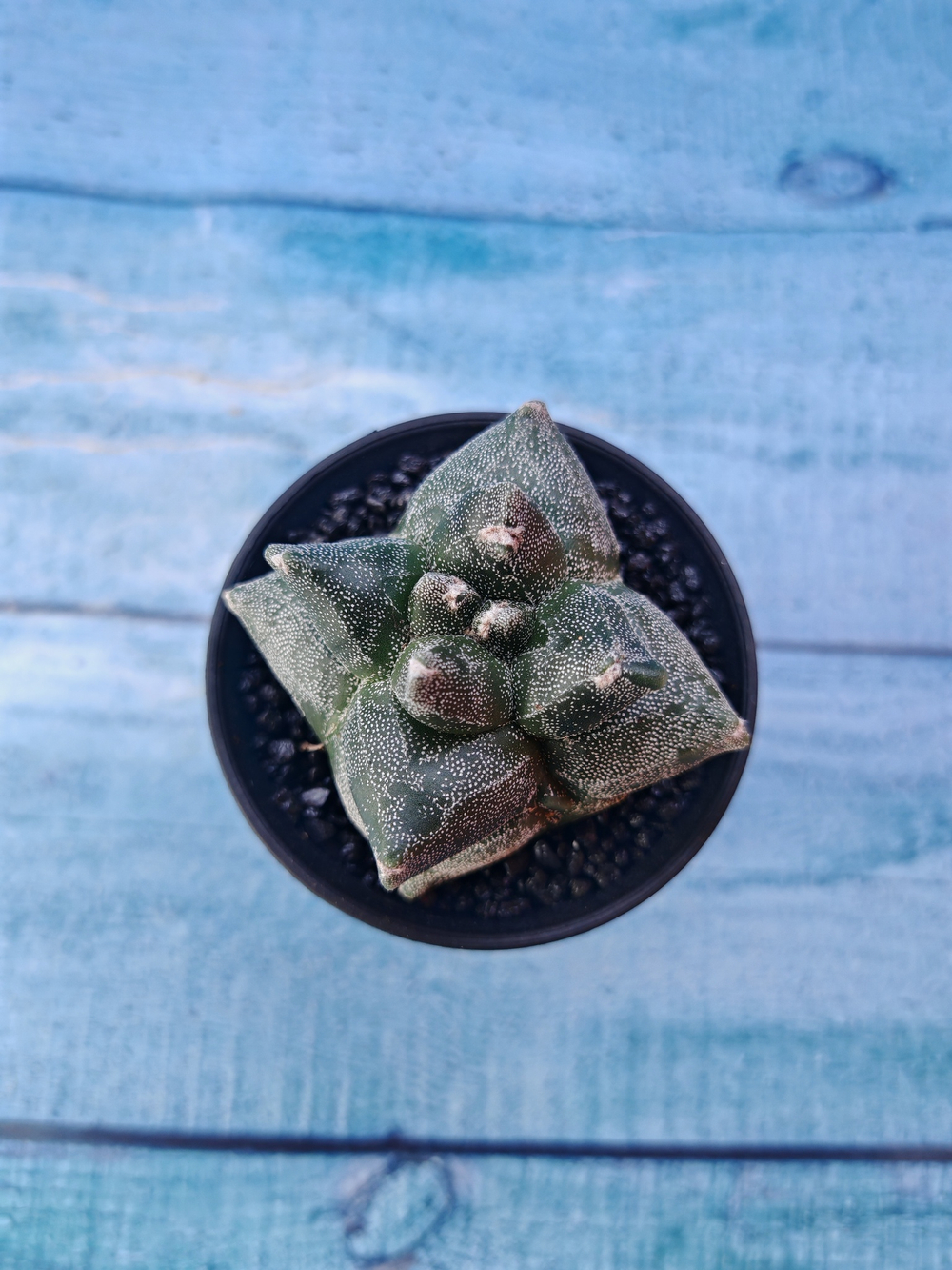 Astrophytum Myriostigma monstrosa (Астрофитум)