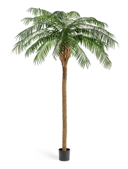 Финиковая пальма де Люкс, в-240 см, 270 см, 300 см