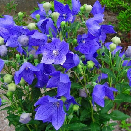 Платикодон Астра Блю