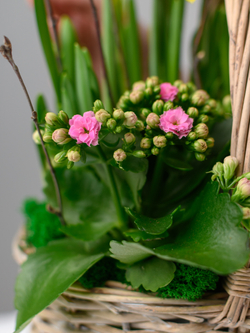 Дыхание весны