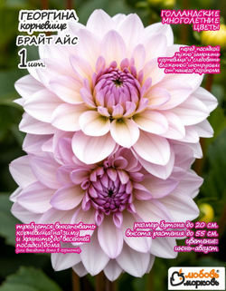 Георгина Корневище, Брайт Айс, 1 шт
