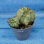Euphorbia meloformis f. Variegated (Эуфорбия вариегатная)