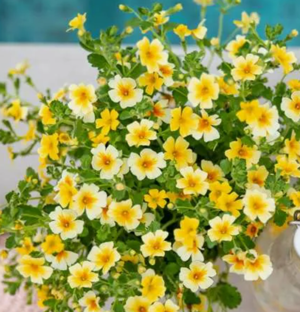 ЕВРО Джеймсбриттения Stardom Goldstar укорененный черенок декабрь