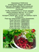Княженика Беата арктическая малина княжья ягода