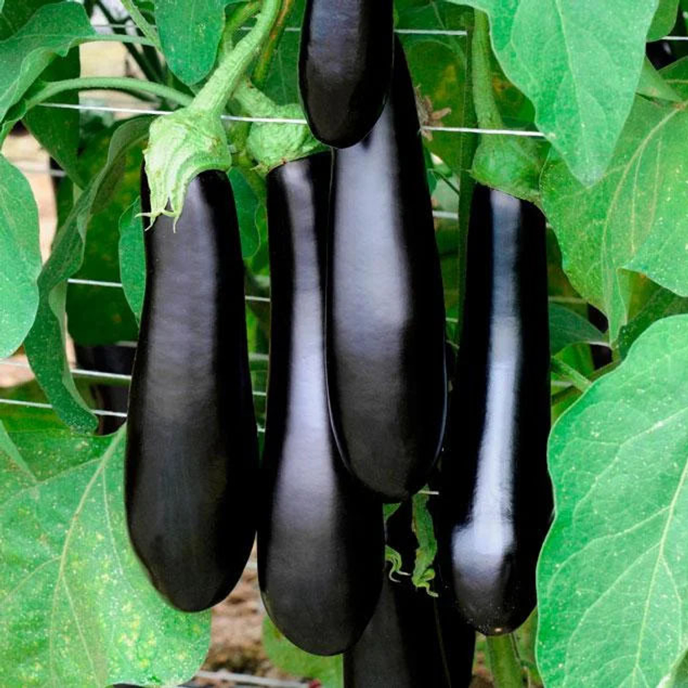 Баклажан Каратай F1 (50шт)  Витагрин Профи