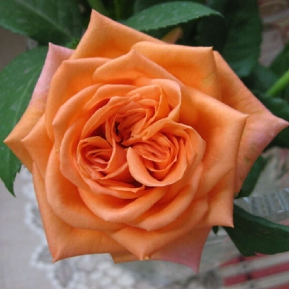 Роза чайно-гибридная Эльдорадо С4