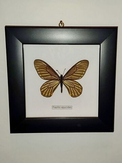 Парусник Papilio epycides в рамке