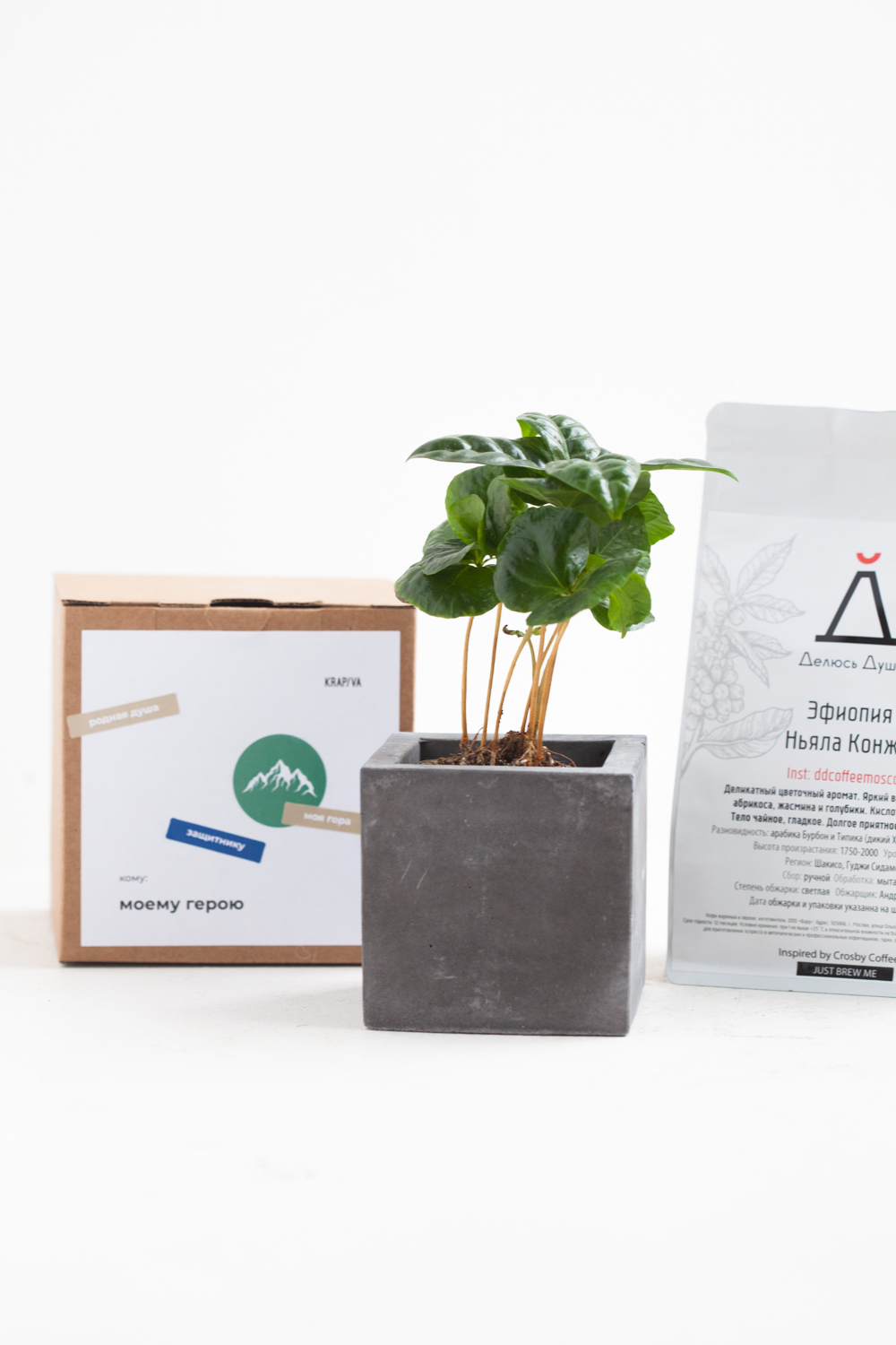 Кофейное дерево в бетонном кашпо