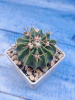 Ferocactus Latispinus (Ферокактус)