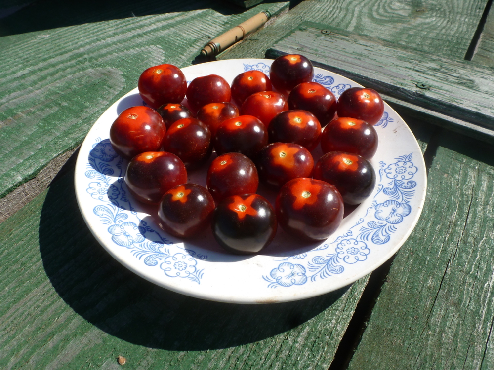 Помидоры - Blue Berry Cherry - Черри Черника