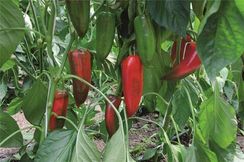 ХАН F1 семена перца сладкого (Bejo | Alexagro)