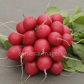 Редис Стеллар (10000 семян)