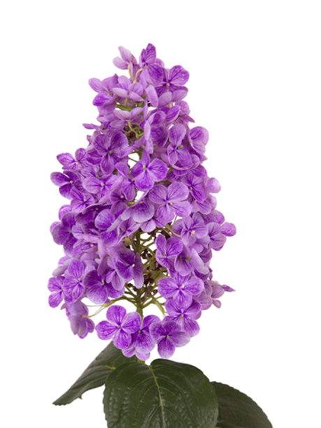 Гортензия метельчатая на стебле - Фиолетовый