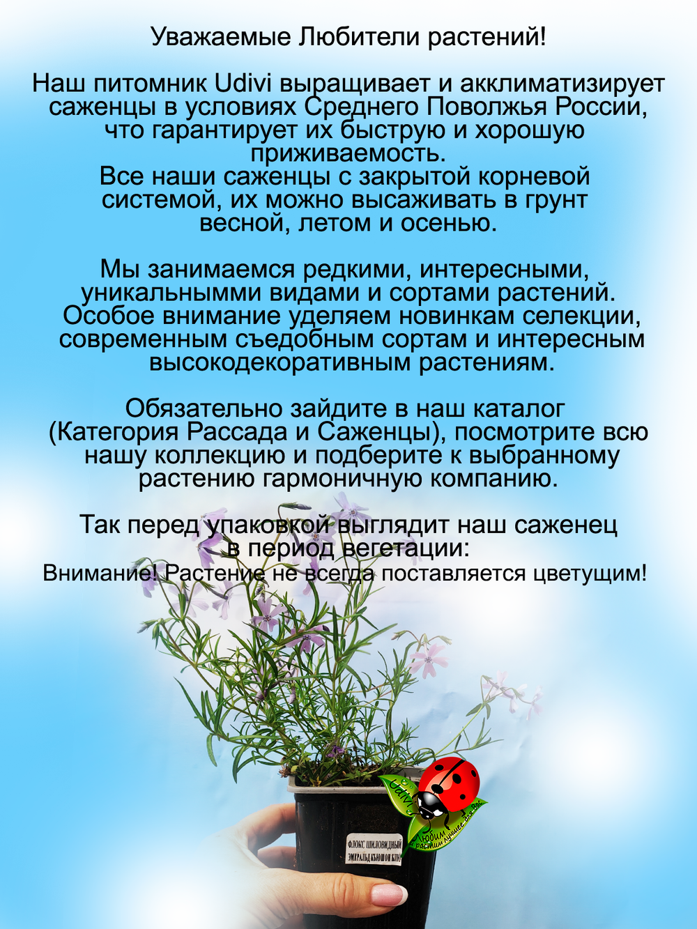 Флокс Эсмеральд Кашен Блю шиловидный голубой