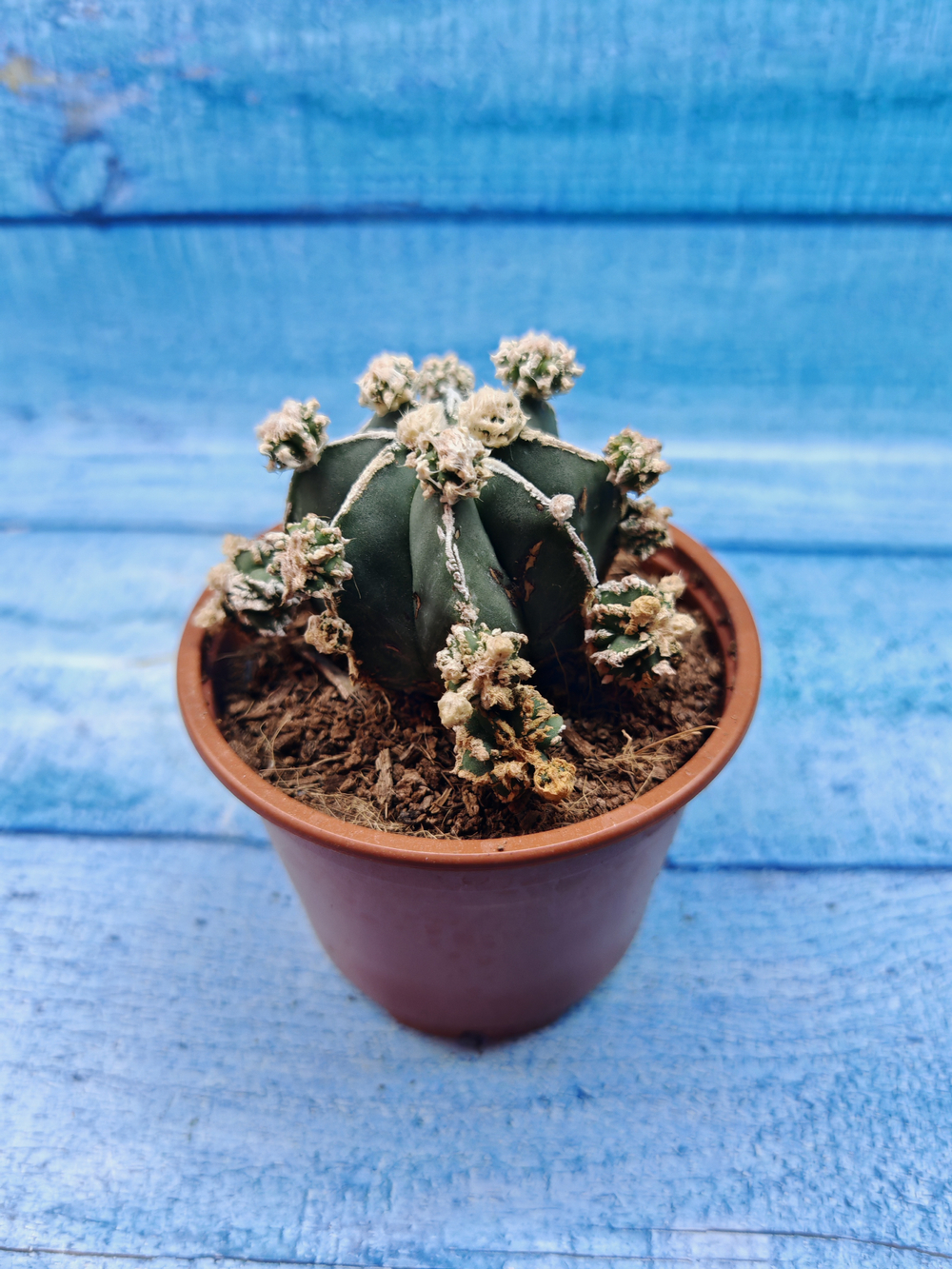 Astrophytum Myriostigma "Hakujo Fukuryu" (Астрофитум)