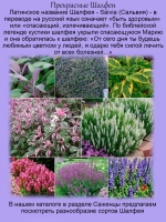 Шалфей Иктерина вариегатный золотой