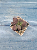 Adromischus Marianae Red Coral (Адромискус)