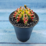 Gymnocalycium Variegata (Гимнокалициум Вариегатный)