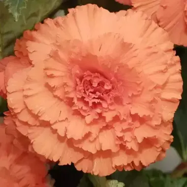 S2354 Бегония клубневая AmeriHybrid Ruffled Apricot 5 шт.