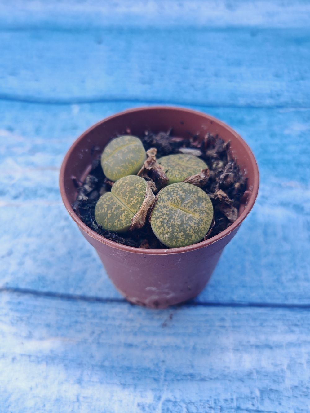 Lithops sp. (Литопсы)
