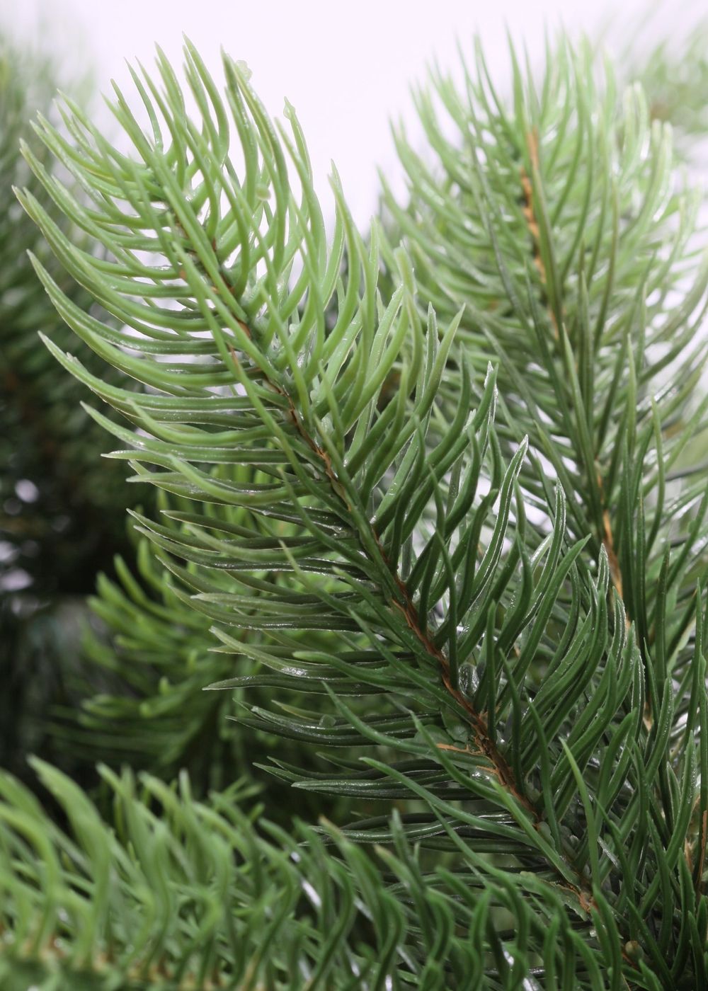 Ствольная елка «Русская императрица» (Литая хвоя) от 3 м до 8 м